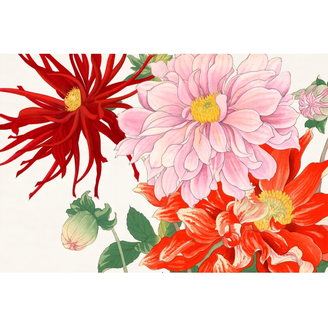 JPF.1 -300dpi -2x3 - Dahlia flower - 19-29th century - Japanese woodblock print300 (Aangepast)