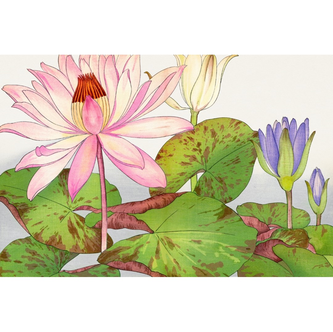 JPF.11 - 300dpi - 2x3 - Nympaea lotus - 19th century woodblock print (Aangepast)