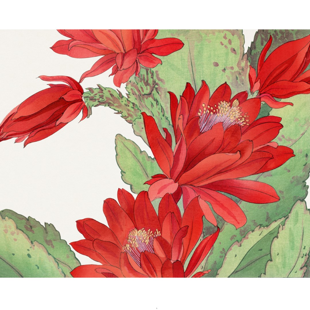 JPF.13 - 300dpi - 5x4 - Phyiiocactus flower - 19th century (Aangepast)