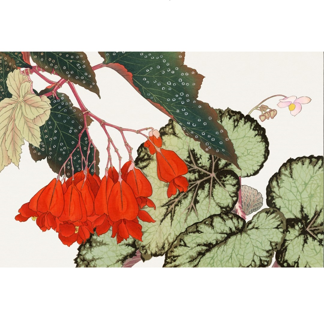 JPF.4 - 300dpi -2x3 - Begonia flower - 19th century Japanese woodblock print (Aangepast)